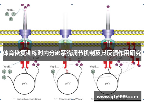 体育恢复训练对内分泌系统调节机制及其反馈作用研究